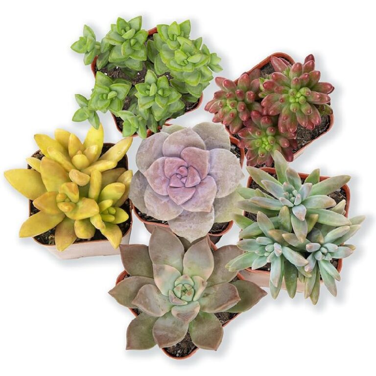 Altman Plants Live Succulents up to 46% Off Deal