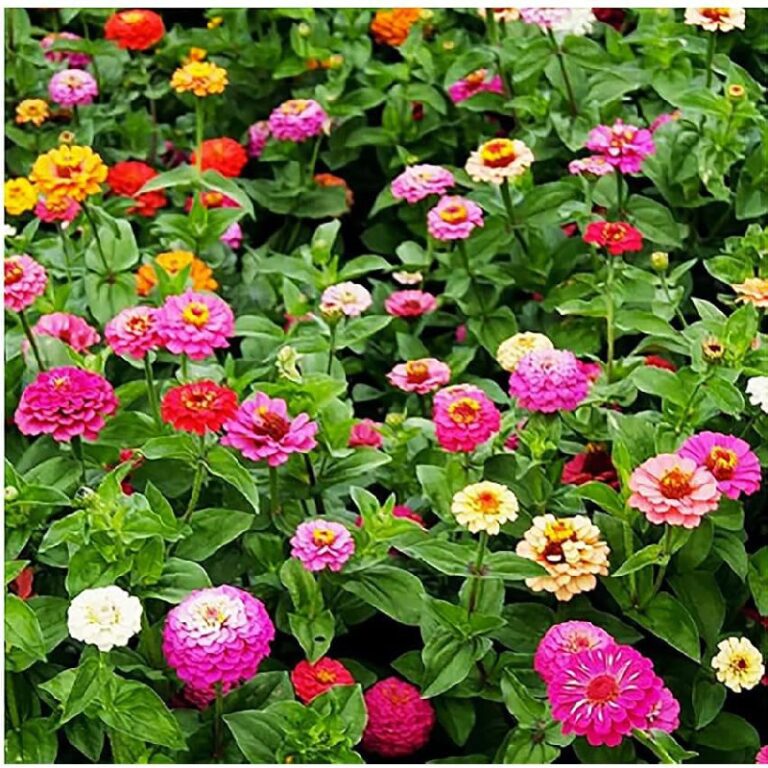 Cut and Come Again Zinnia Seeds up to 7% Off Deal