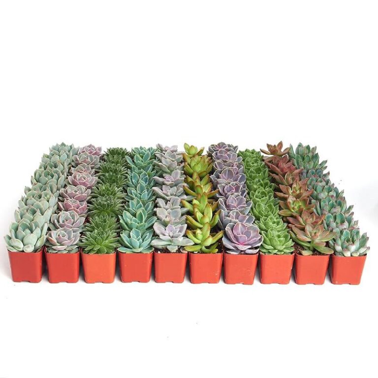 Shop Succulents Rosette Plant up to 25% Off Deal