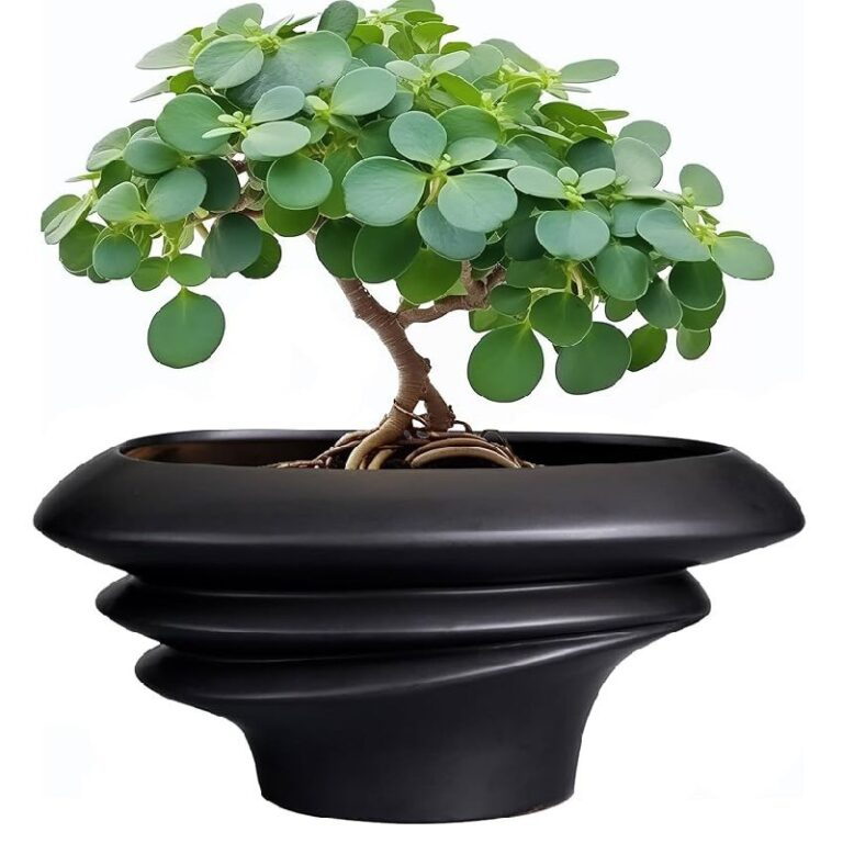 SQOWL Bonsai Pots up to 20% off Deals