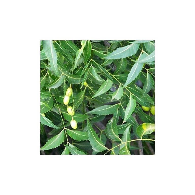Palm Beach Medicinal Herbs: Up to 50% Off Deal